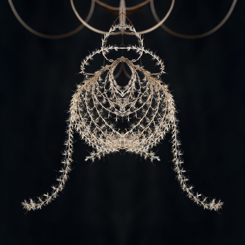 Miscanthus sinensis, from the series Mutants di Daniel Pittet, Fotografia in vendita su Singulart