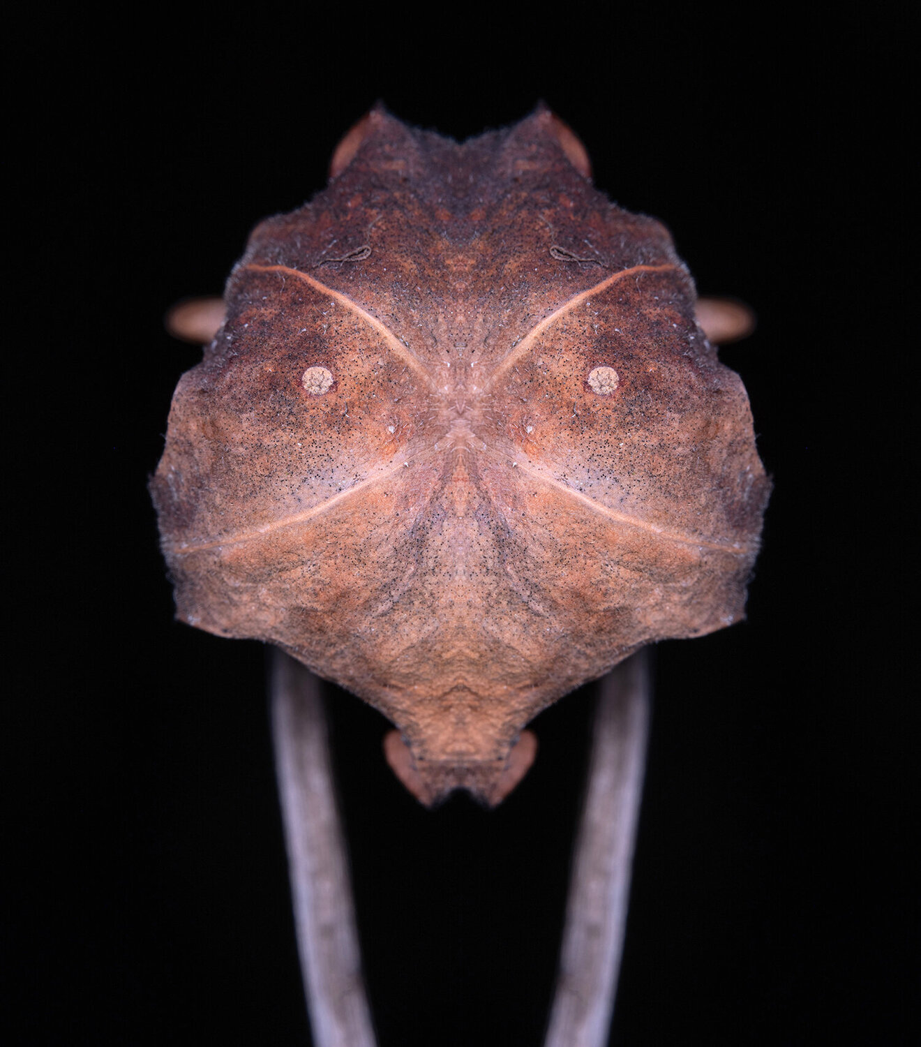 Sarracenia 2, from the series Mutants Daniel Pittet