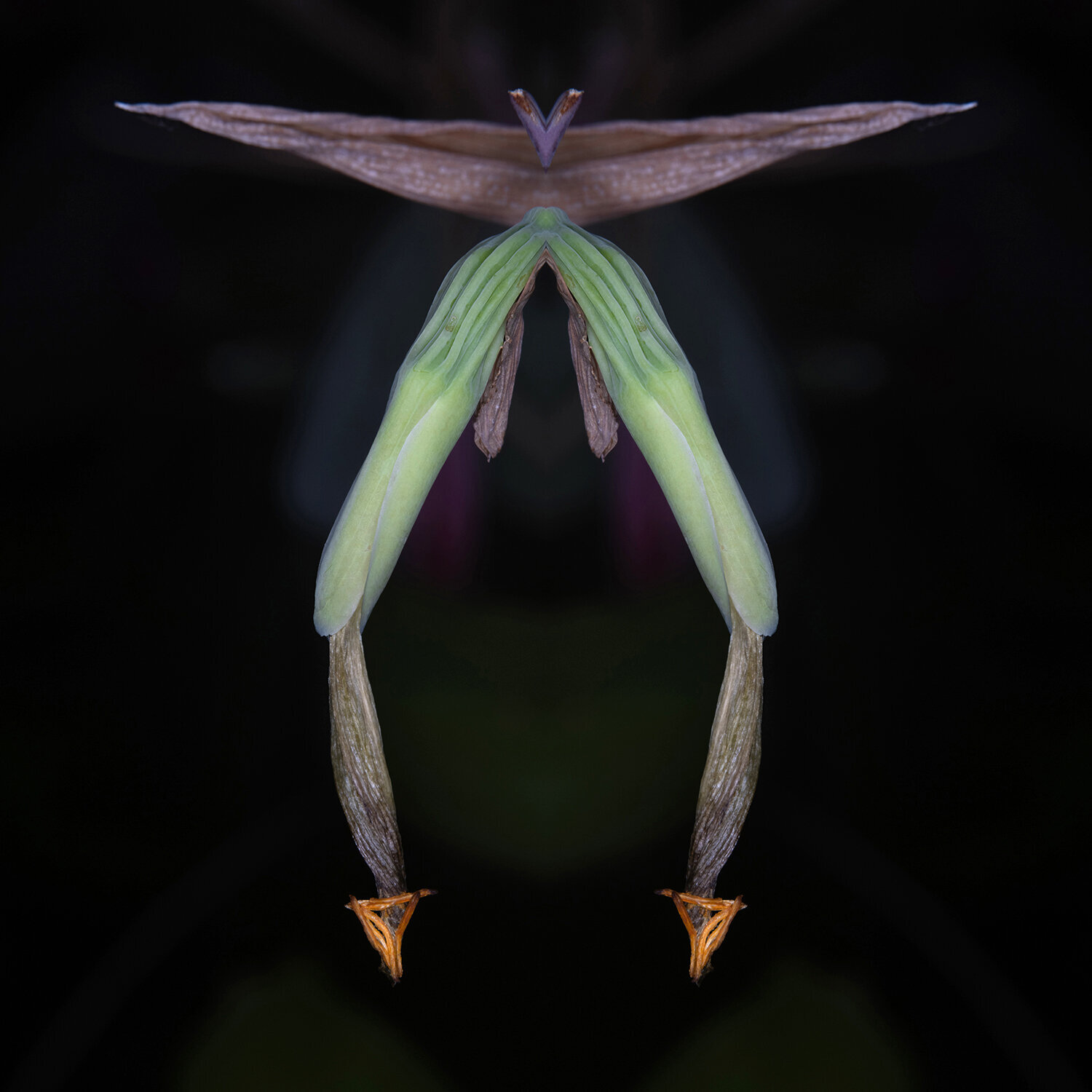 Billbergia, from the series Mutants Daniel Pittet