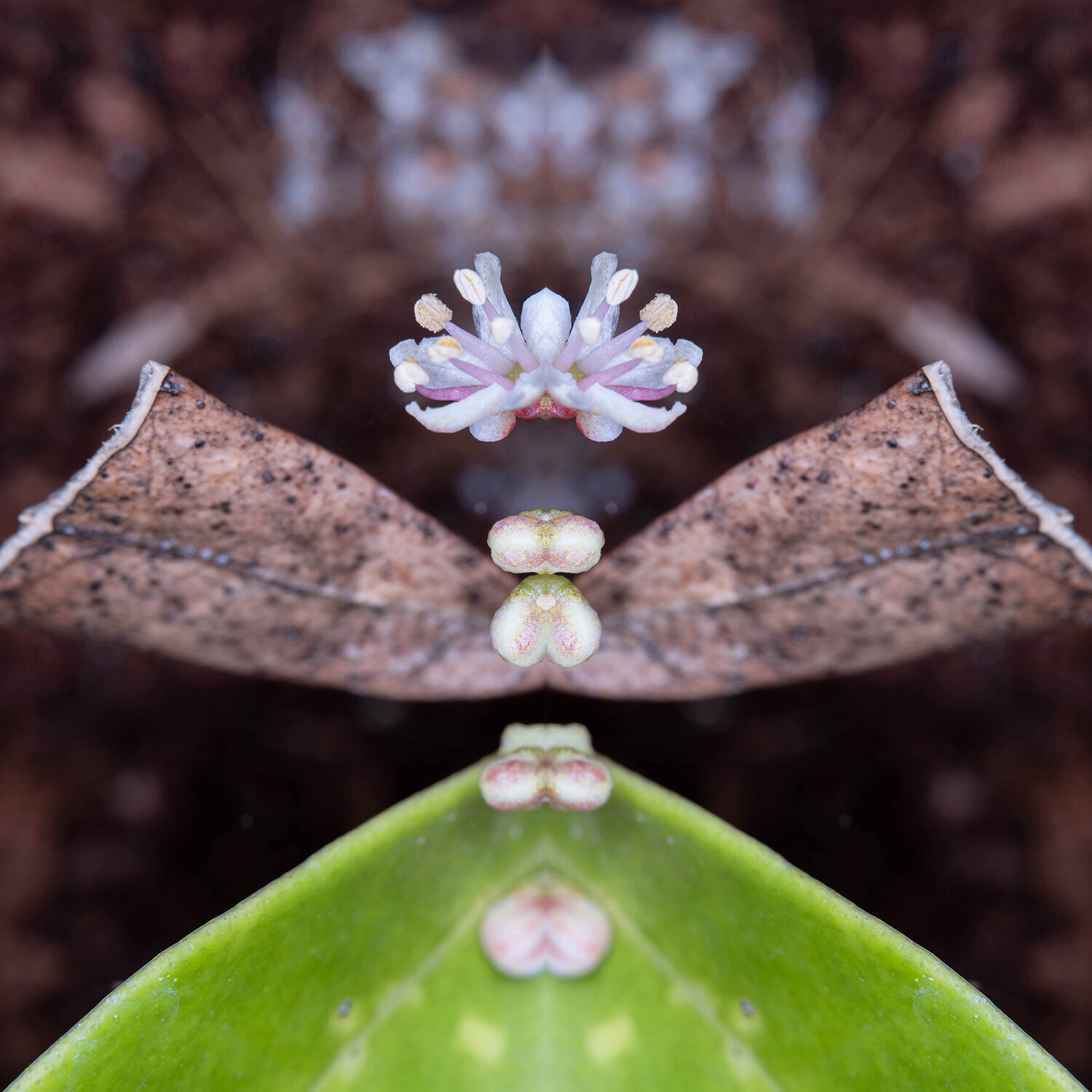 Skimmia japonica, from the series Mutants Daniel Pittet Fotografie zu verkaufen