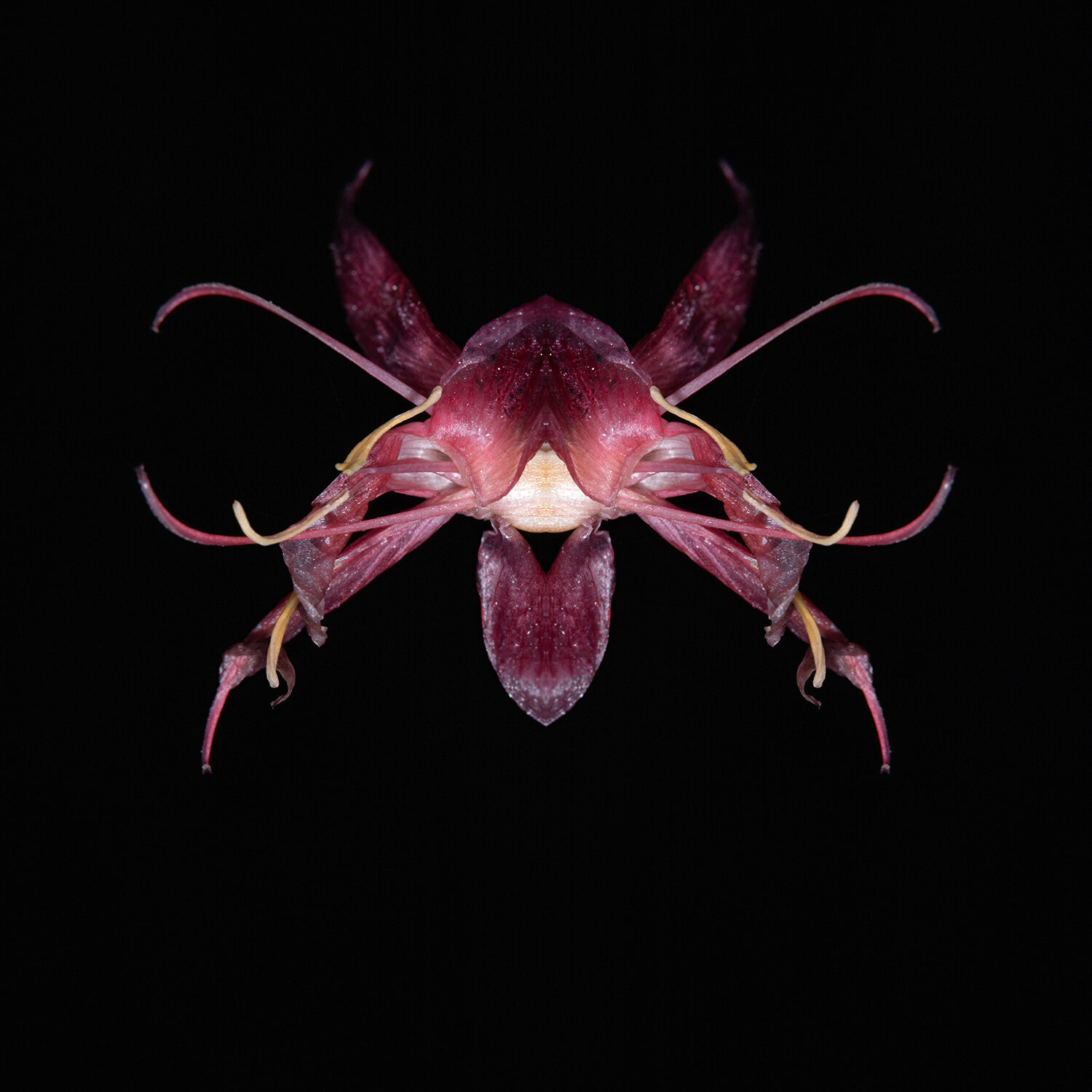 Hesperantha coccinea, from the series Mutants Daniel Pittet