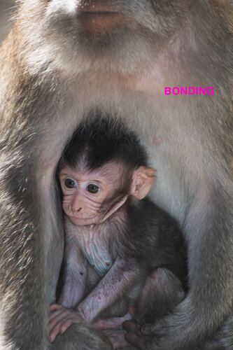 Bonding de Nina Mag. Dr. Kollmann, Fotografía a la venta en Singulart