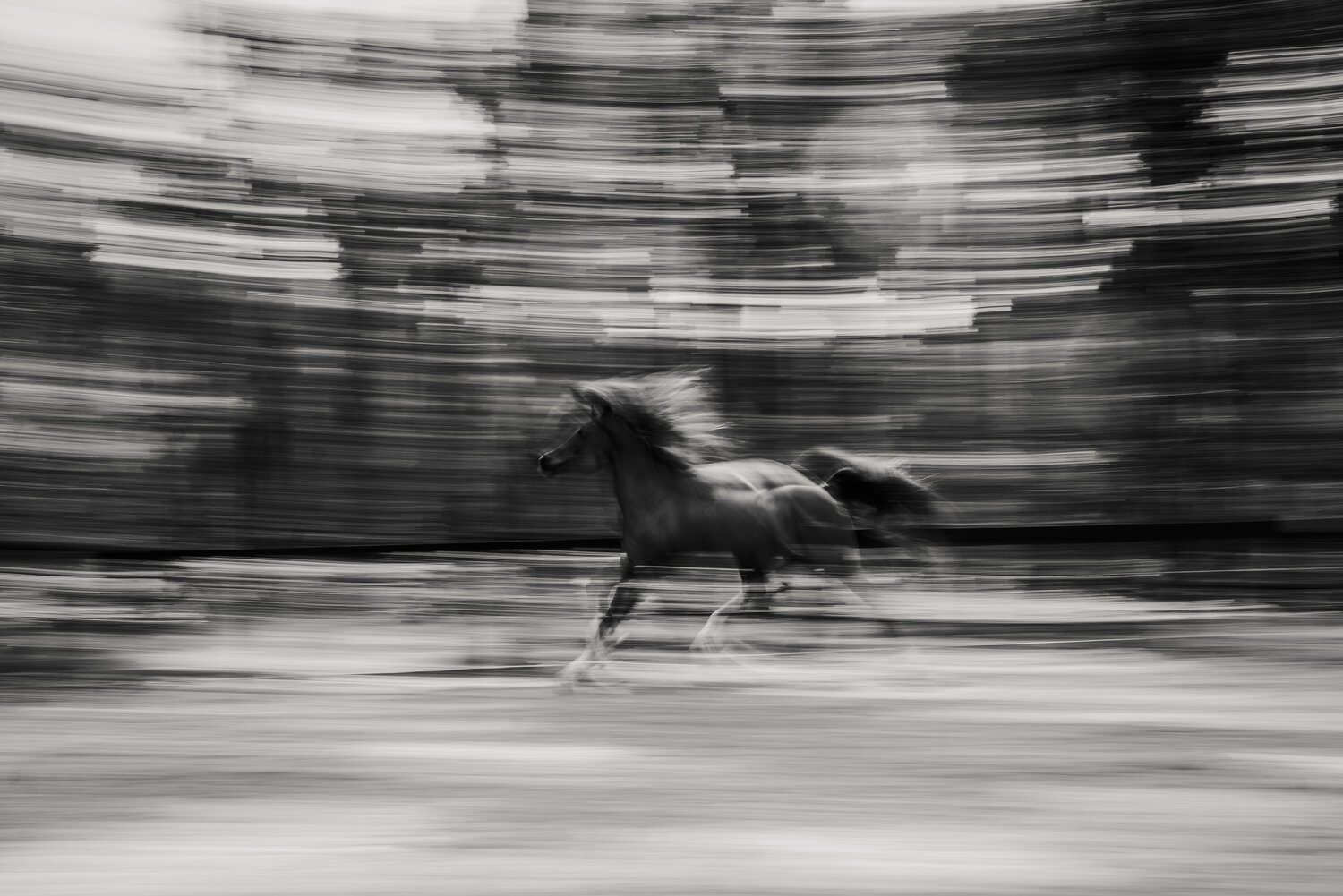 Horsepower Jasna Chilimanova Nakova