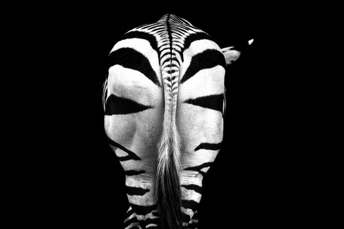 Nature's Geometry by Viktoria Farkas, 사진 for Sale on Singulart