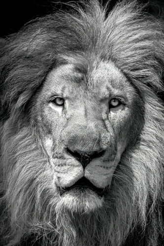 "Majesty in Monochrome" by Viktoria Farkas, Photography for Sale on Singulart