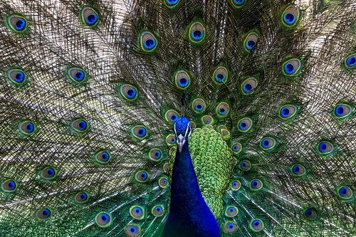 Nature’s Masterpiece by Viktoria Farkas, Photography for Sale on Singulart