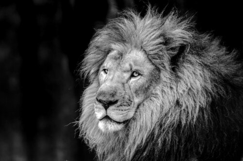 Noble Gaze von Viktoria Farkas, Fotografie kaufen auf Singulart