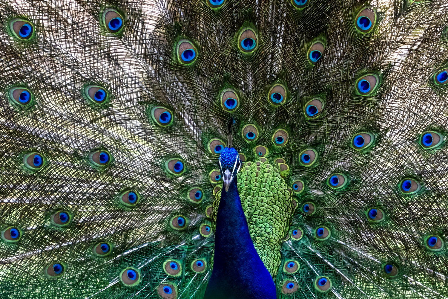 Nature’s Masterpiece Viktoria Farkas Photography for sale