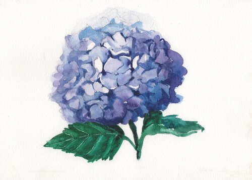 Explosión Floral: La Hortensia von Clara Eder, Malerei kaufen auf Singulart