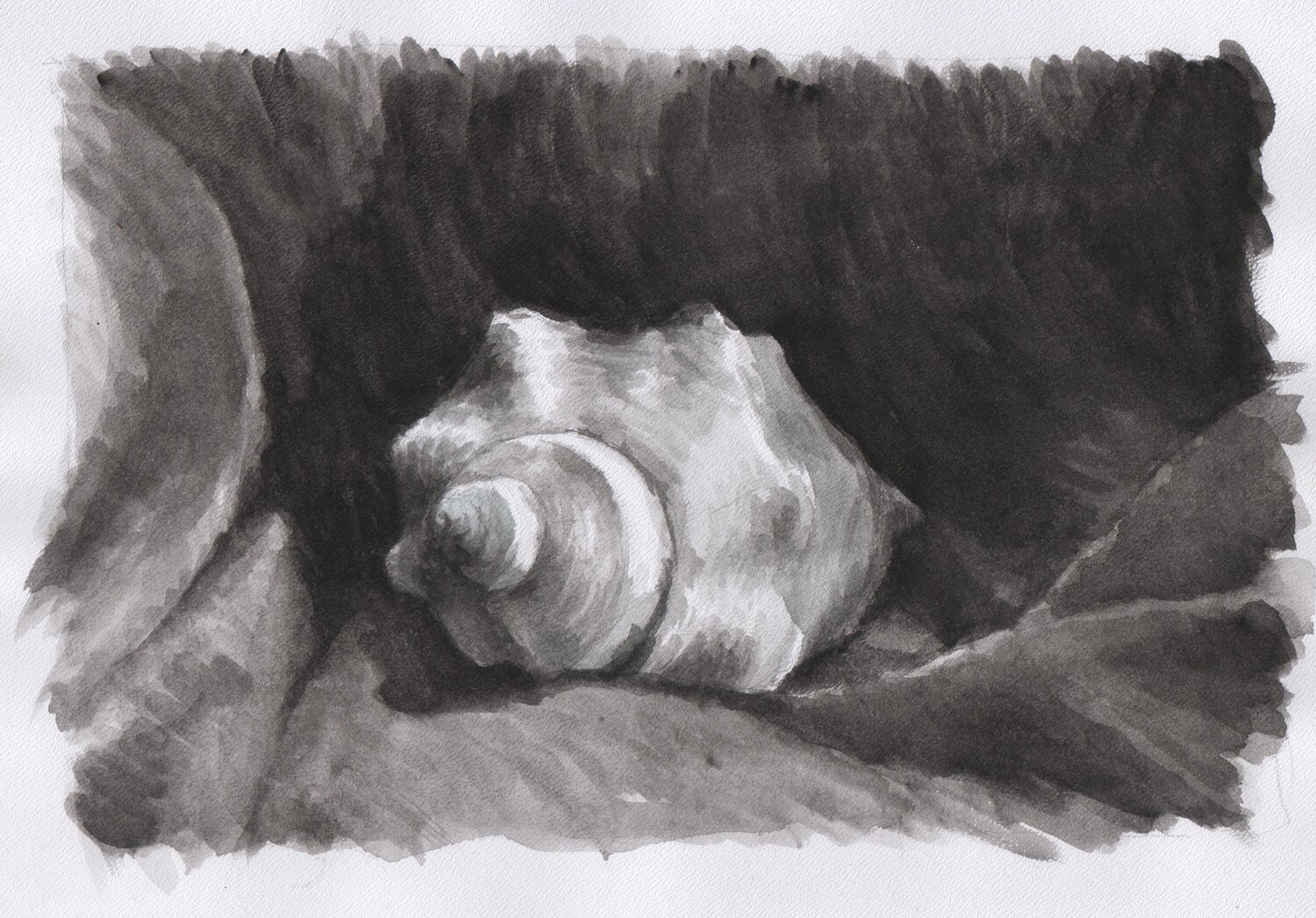 Caracol marino Clara Eder