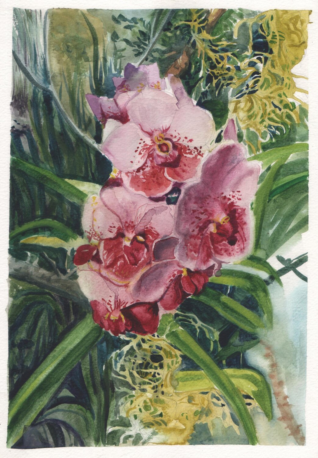 Exotismo Tropical: Estudio de Orquídea Clara Eder