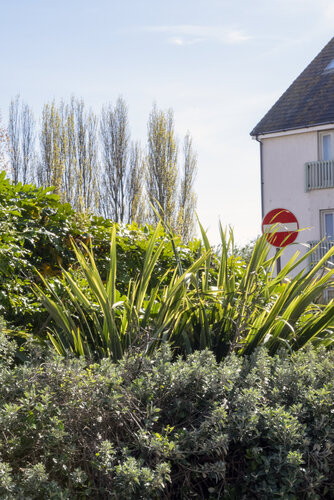 Island Estate Leaves von Emmanuella Maeba, Fotografie kaufen auf Singulart