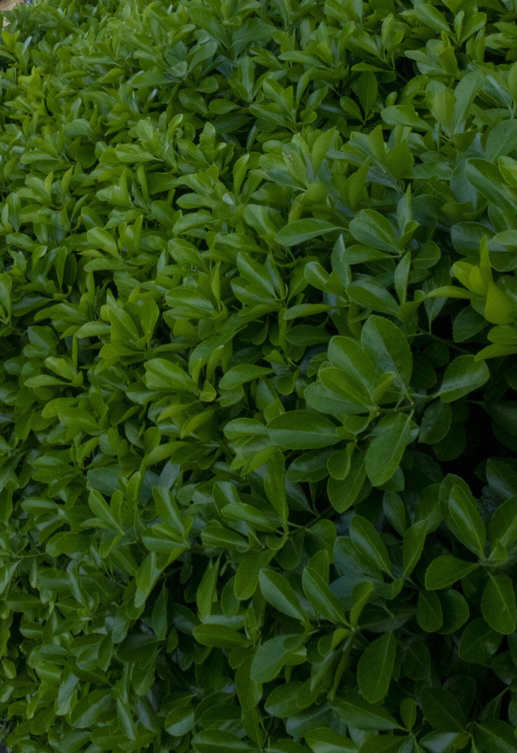 A Green Bush - Full Frame Emmanuella Maeba