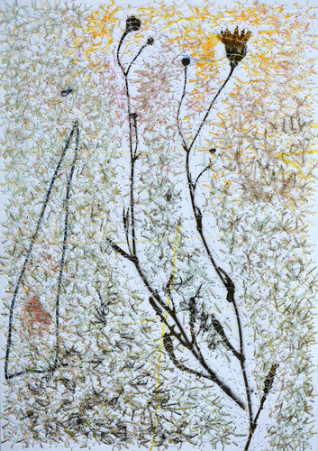 Crepis Capillaris (Herbarium Series - Malta) von Mira Podmanická, Andere Medien kaufen auf Singulart