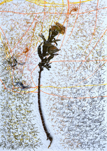 Dittrichia Graveolens (Herbarium Series - Malta) van Mira Podmanická, Andere media te koop op Singulart
