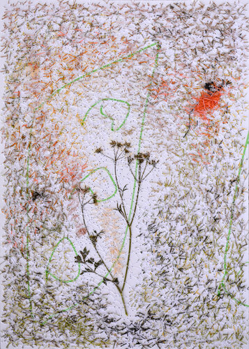 Tordylium Apulum (Herbarium Series - Malta) by Mira Podmanická, Work on Paper for Sale on Singulart