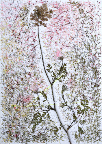 Wild Carrot (Herbarium Series - Malta) par Mira Podmanická, Œuvre sur papier en vente sur Singulart