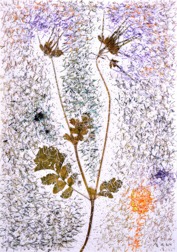 Erodium Moschatum (Herbarium Series - Malta) di Mira Podmanická, Opera su carta in vendita su Singulart