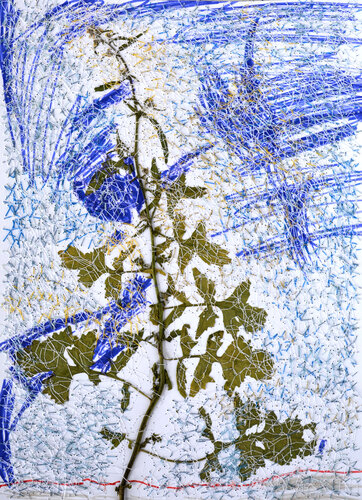 Sisymbrium officinale (Herbarium Series - Malta) par Mira Podmanická, Œuvre sur papier en vente sur Singulart