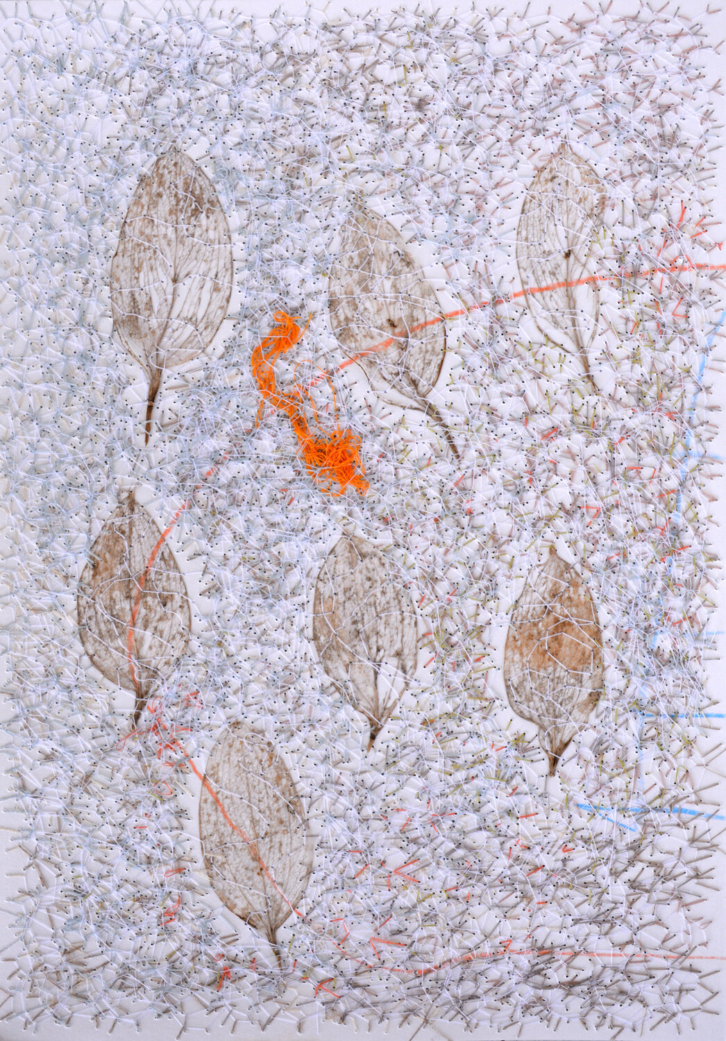 Ruscus hypophyllum L. (Herbarium Series - Malta) Mira Podmanická Opera su carta in vendita