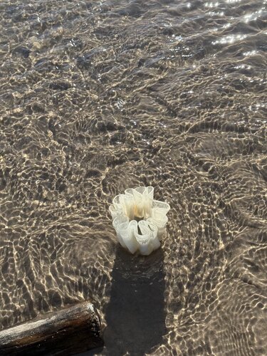 Alba mini by Emilie Jensen, 彫刻 for Sale on Singulart