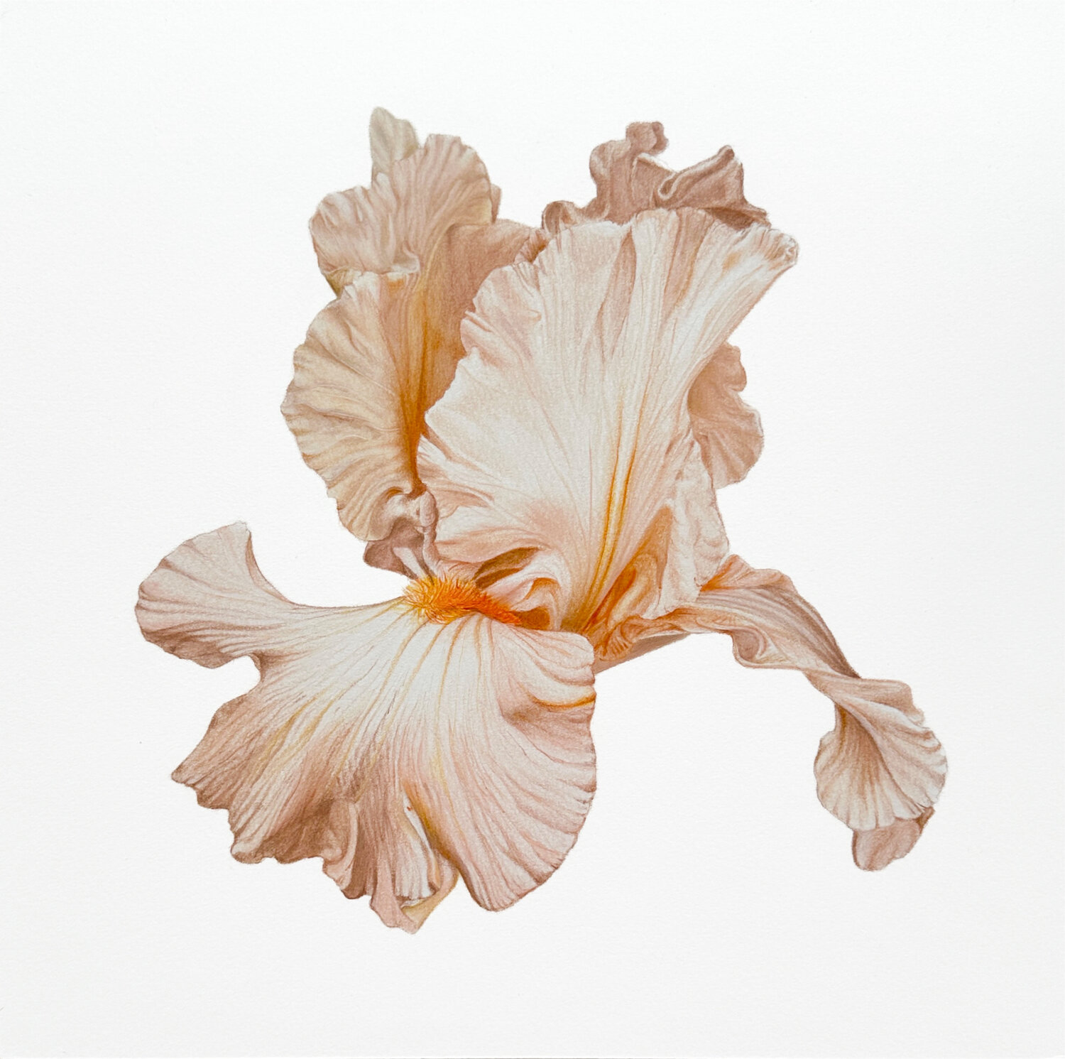 Iris Flower Ana Stan