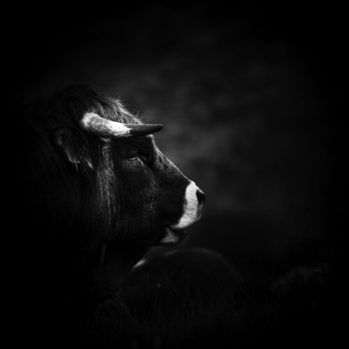 Sultan by Marie Aubry, Photography for Sale on Singulart