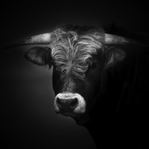 Sereine de Marie Aubry, Fotografía a la venta en Singulart