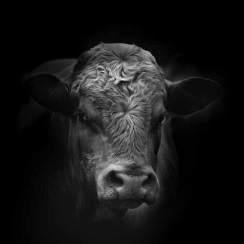 Saba de Marie Aubry, Fotografía a la venta en Singulart