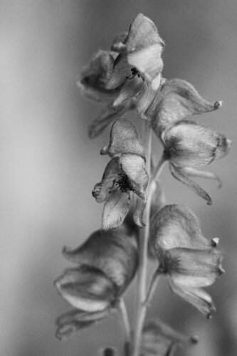 Delphinium de Marie Aubry, Fotografía a la venta en Singulart