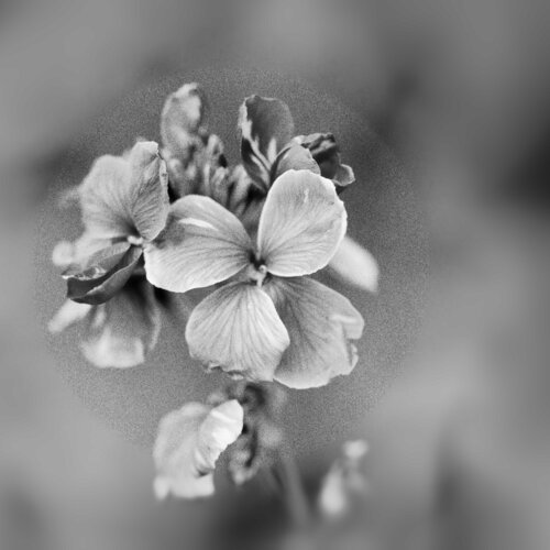 Giroflée von Marie Aubry, Fotografie kaufen auf Singulart