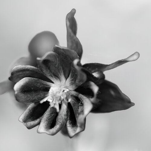 Ancolie van Marie Aubry, Fotografie te koop op Singulart