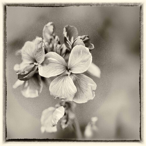 Gracieuse by Marie Aubry, Photography for Sale on Singulart