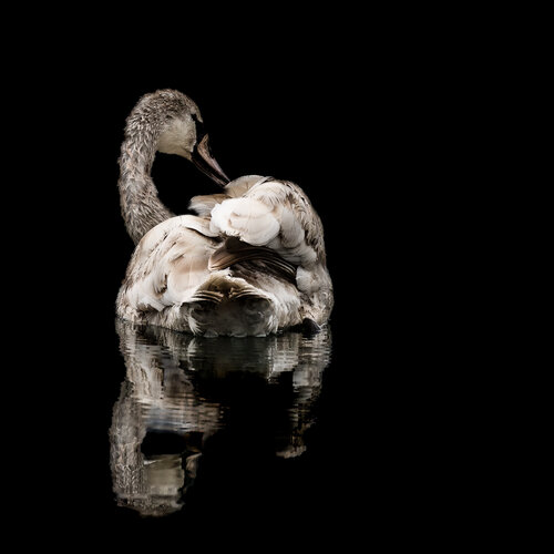 Repos sur l'eau by Marie Aubry, Photography for Sale on Singulart
