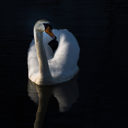 Grâce by Marie Aubry, Photography for Sale on Singulart