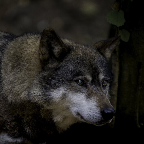 Regard de loup di Marie Aubry, Fotografia in vendita su Singulart