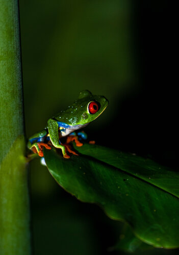 The red eyed frog - Costa Rica by Eleonora Boscarelli, 사진 for Sale on Singulart
