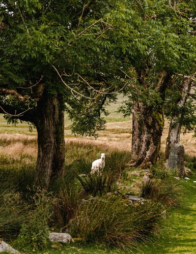 Portrait of a Sheep - Wales Road trip by Eleonora Boscarelli, 사진 for Sale on Singulart