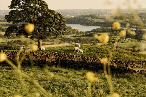 Peak District by Eleonora Boscarelli, 사진 for Sale on Singulart