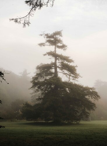 Foggy morning, Wales by Eleonora Boscarelli, 사진 for Sale on Singulart
