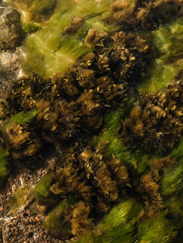 Sunrise walk - Bornholm, Denmark by Eleonora Boscarelli, 사진 for Sale on Singulart