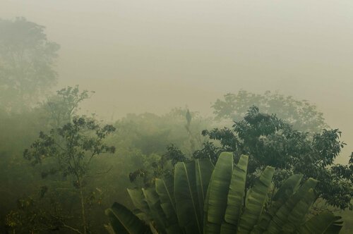 La fortuna - morning fog, Costa Rica by Eleonora Boscarelli, 사진 for Sale on Singulart
