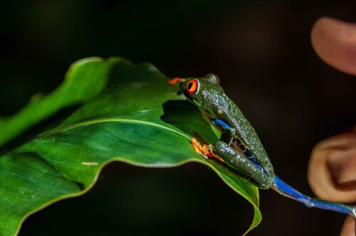 The red eyed frog - Costa Rica by Eleonora Boscarelli, 사진 for Sale on Singulart