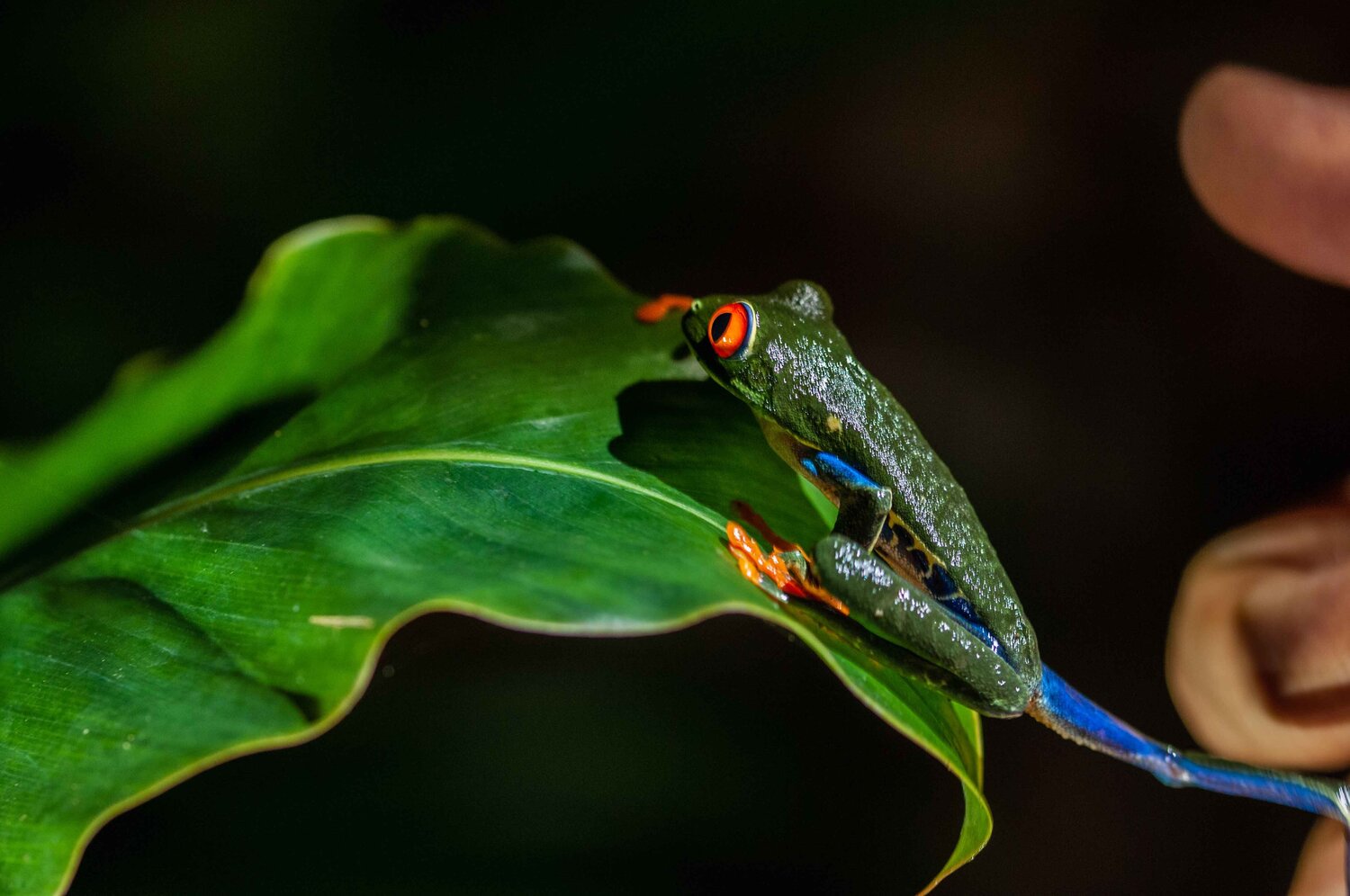 The red eyed frog - Costa Rica Eleonora Boscarelli Fotografie zu verkaufen