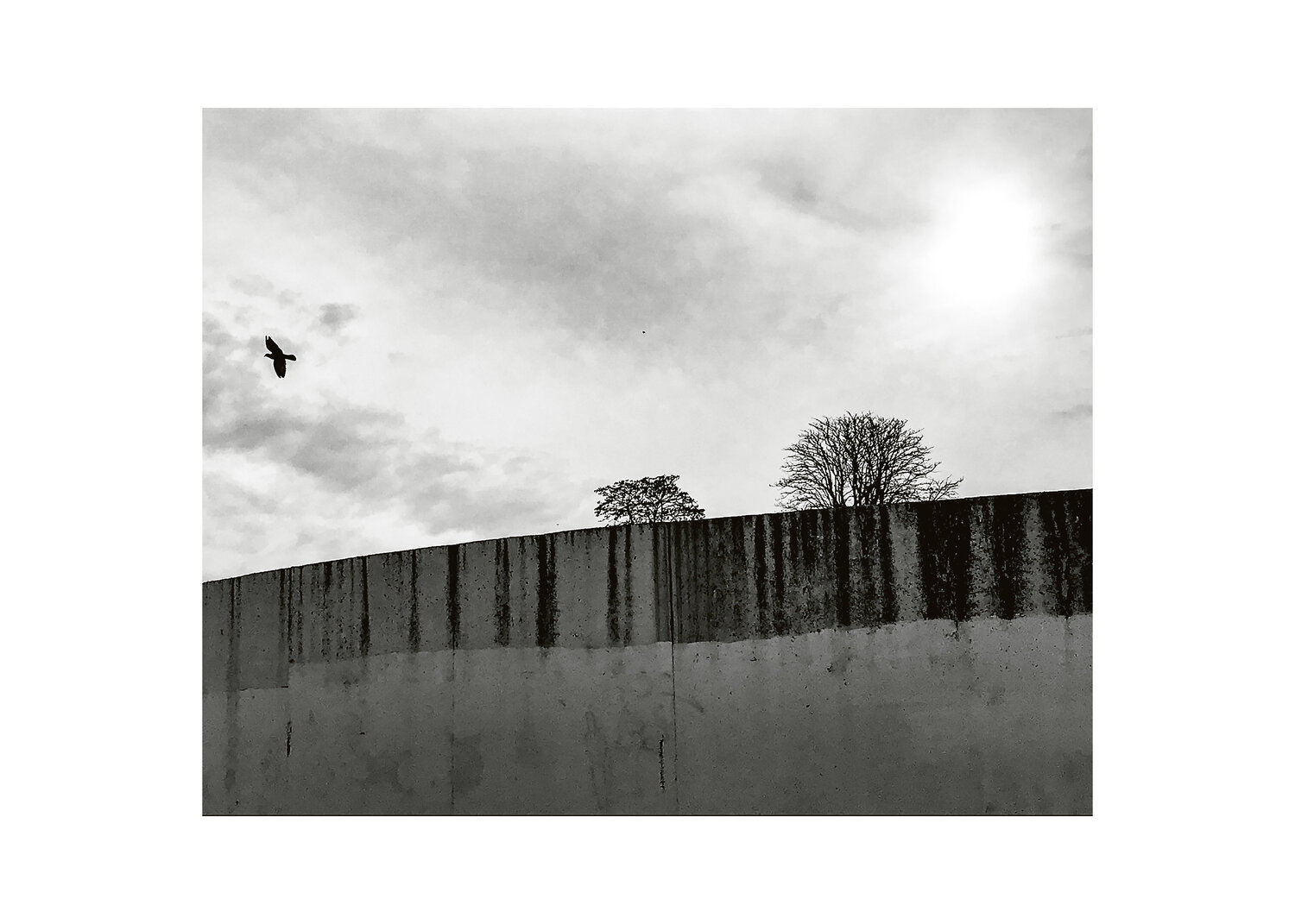 Le mur et l'oiseau Phil Warin