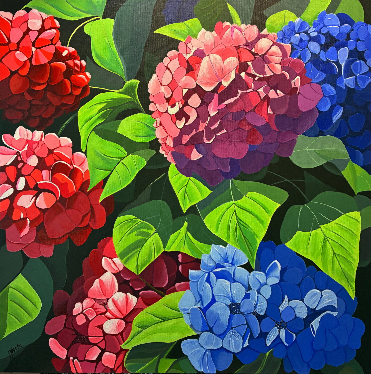 Hydrangeas In Bloom John Jaster