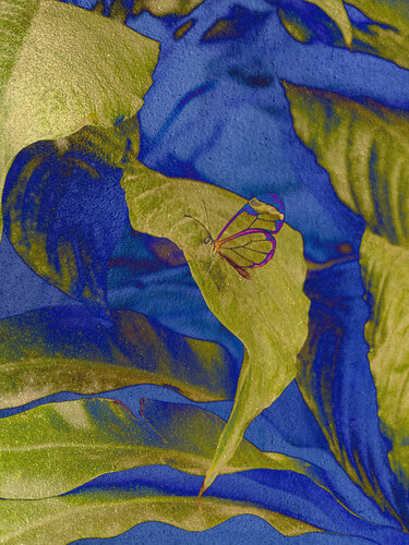 Gold Butterfly #03 de August Langhout, Fotografía a la venta en Singulart
