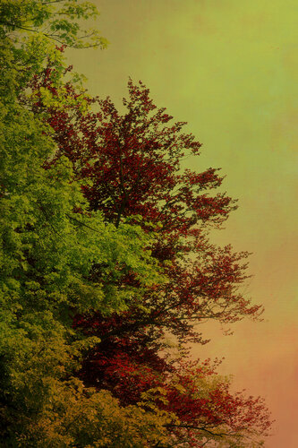 Whispering Forest #07 by August Langhout, Photography for Sale on Singulart