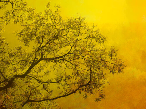 Whispering Forest #10 by August Langhout, Photography for Sale on Singulart