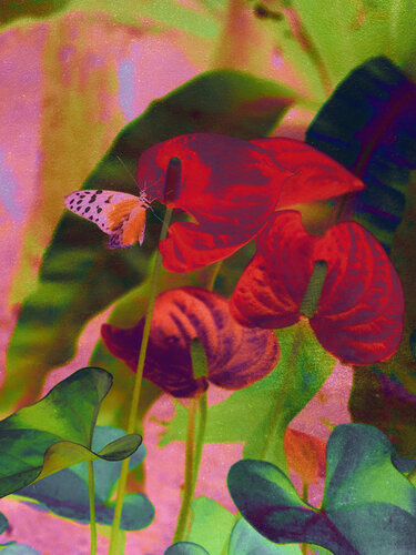 Floral Fausism #01 von August Langhout, Fotografie kaufen auf Singulart